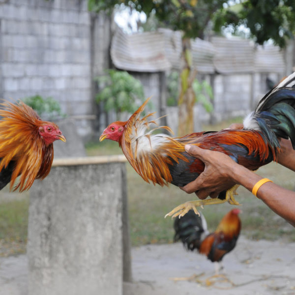 Cara Bermain Judi Sabung Ayam Tanpa Kalah