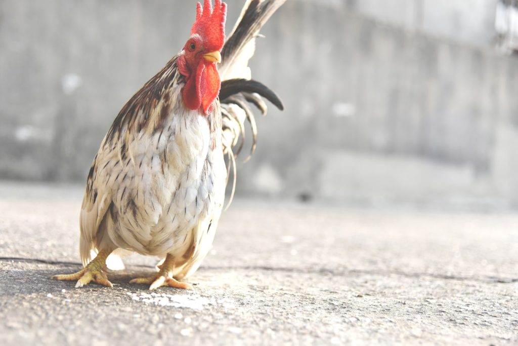 Judi Sabung Ayam Tanpa Kalah