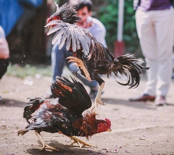 Alasan Bermain Judi Sabung Ayam S128 Terbaik