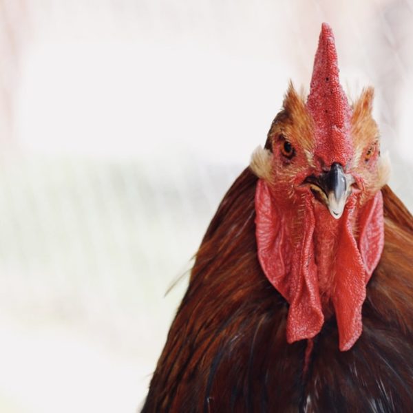Alasan Bermain Di Situs Sabung Ayam Sv388